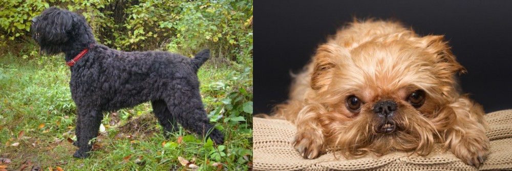 Brug vs Black Russian Terrier - Breed Comparison