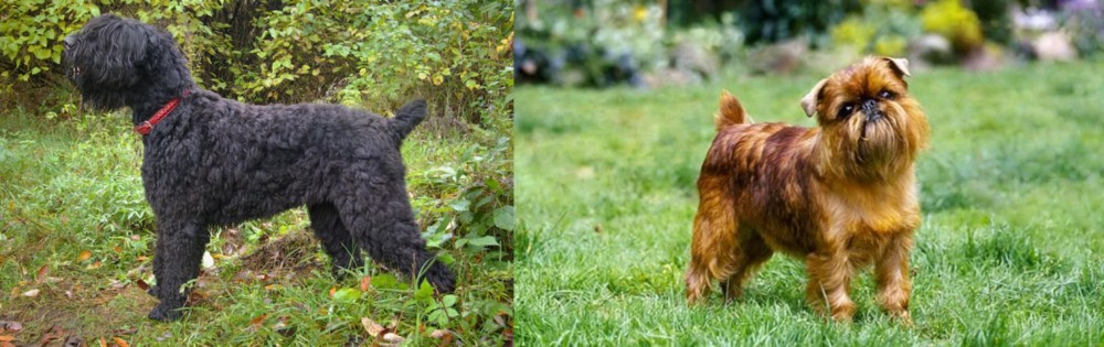 Brussels Griffon vs Black Russian Terrier - Breed Comparison