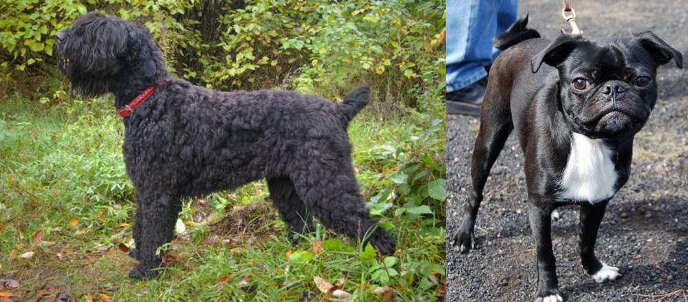 Bugg vs Black Russian Terrier - Breed Comparison