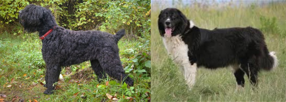 Bulgarian Shepherd vs Black Russian Terrier - Breed Comparison