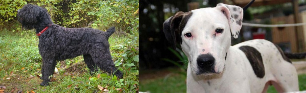 Bull Arab vs Black Russian Terrier - Breed Comparison