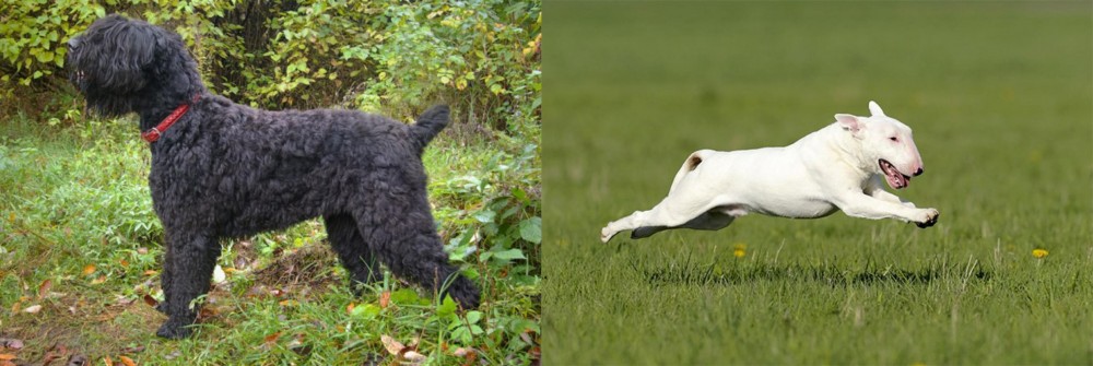 Bull Terrier vs Black Russian Terrier - Breed Comparison