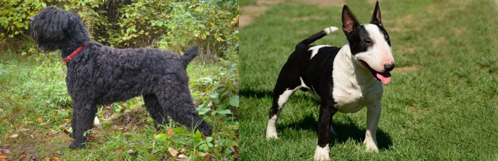 Bull Terrier Miniature vs Black Russian Terrier - Breed Comparison