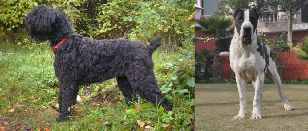 Bully Kutta vs Black Russian Terrier - Breed Comparison