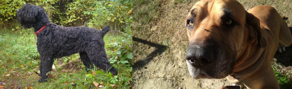 Cabecudo Boiadeiro vs Black Russian Terrier - Breed Comparison