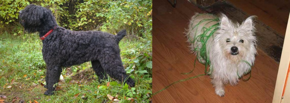 Cairland Terrier vs Black Russian Terrier - Breed Comparison