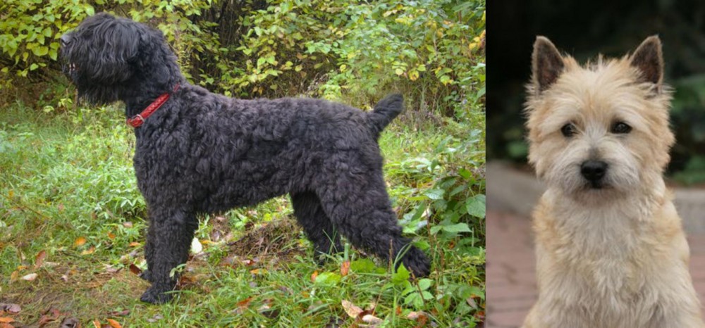 Cairn Terrier vs Black Russian Terrier - Breed Comparison