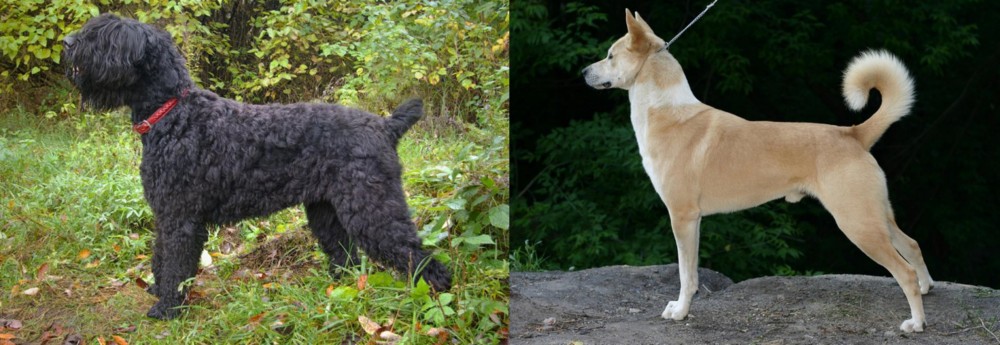 Canaan Dog vs Black Russian Terrier - Breed Comparison