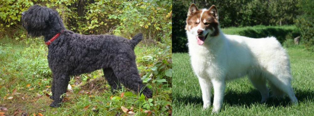 Canadian Eskimo Dog vs Black Russian Terrier - Breed Comparison