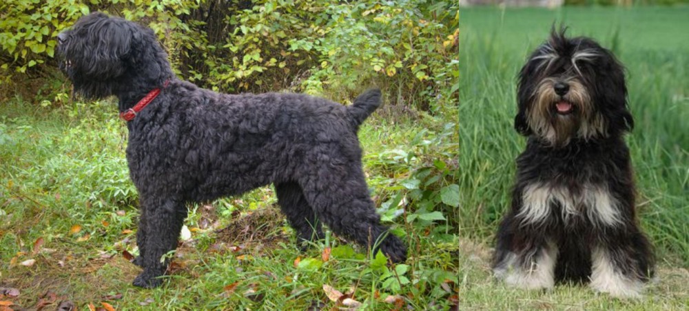 Cao da Serra de Aires vs Black Russian Terrier - Breed Comparison