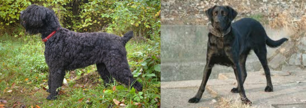 Cao de Castro Laboreiro vs Black Russian Terrier - Breed Comparison