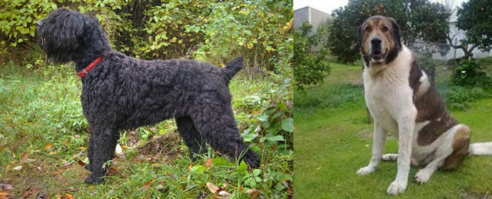 Cao de Gado Transmontano vs Black Russian Terrier - Breed Comparison