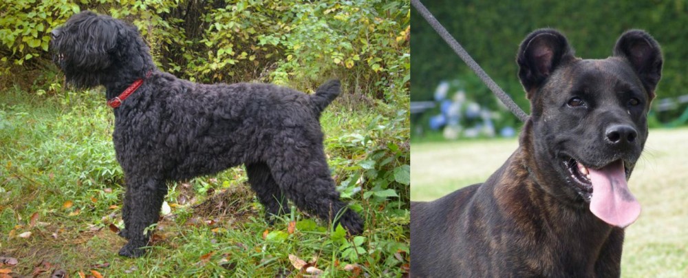 Cao Fila de Sao Miguel vs Black Russian Terrier - Breed Comparison