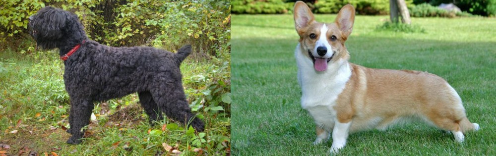 Cardigan Welsh Corgi vs Black Russian Terrier - Breed Comparison