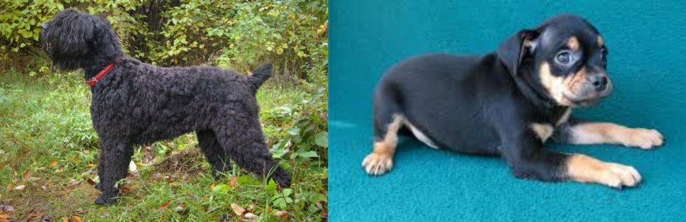 Carlin Pinscher vs Black Russian Terrier - Breed Comparison