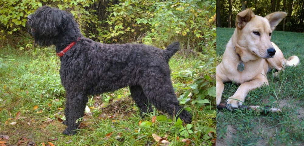 Carolina Dog vs Black Russian Terrier - Breed Comparison