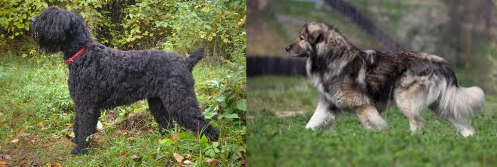 Carpatin vs Black Russian Terrier - Breed Comparison