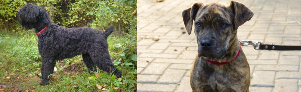 Catahoula Bulldog vs Black Russian Terrier - Breed Comparison