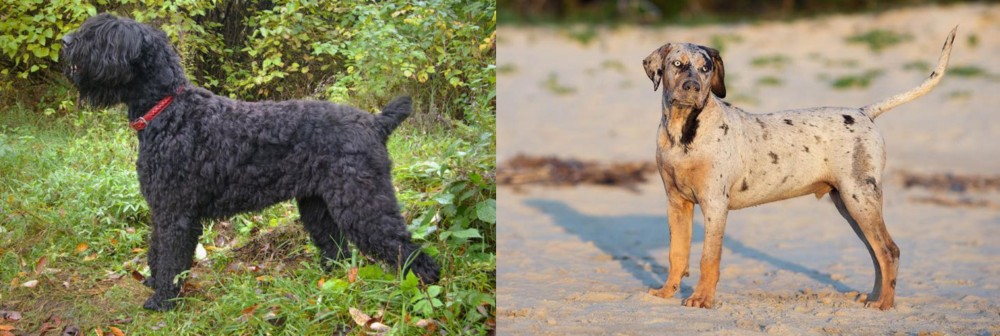 Catahoula Cur vs Black Russian Terrier - Breed Comparison