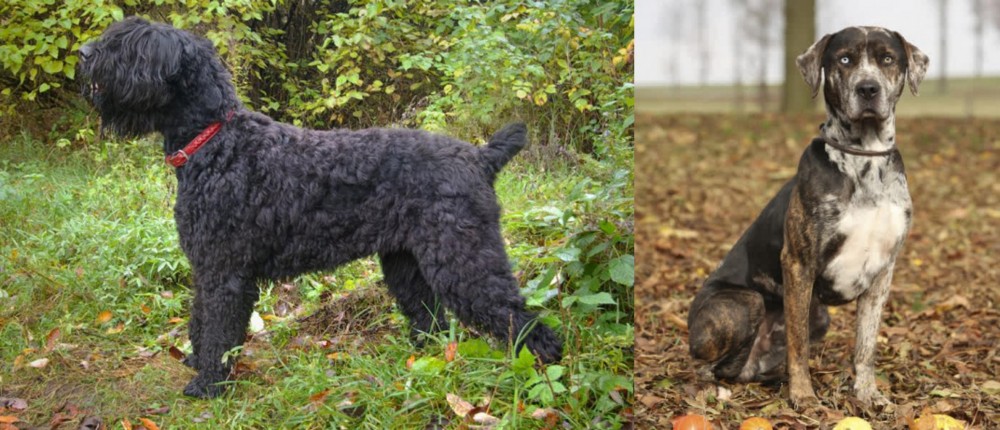 Catahoula Leopard vs Black Russian Terrier - Breed Comparison