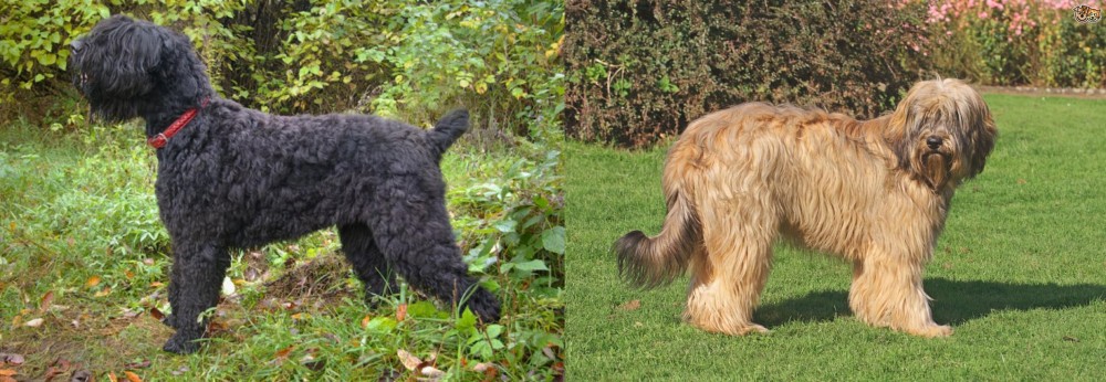 Catalan Sheepdog vs Black Russian Terrier - Breed Comparison