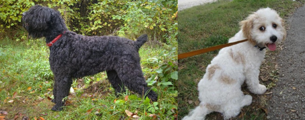 Cavachon vs Black Russian Terrier - Breed Comparison