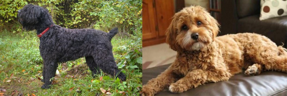Cavapoo vs Black Russian Terrier - Breed Comparison