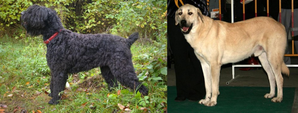 Central Anatolian Shepherd vs Black Russian Terrier - Breed Comparison