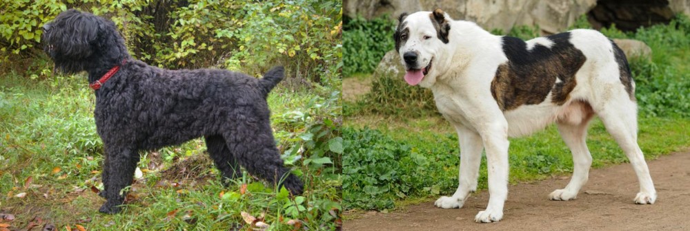 Central Asian Shepherd vs Black Russian Terrier - Breed Comparison