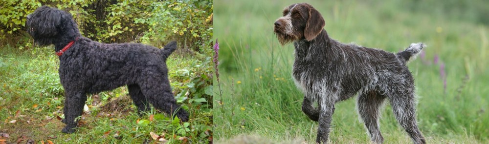 Cesky Fousek vs Black Russian Terrier - Breed Comparison