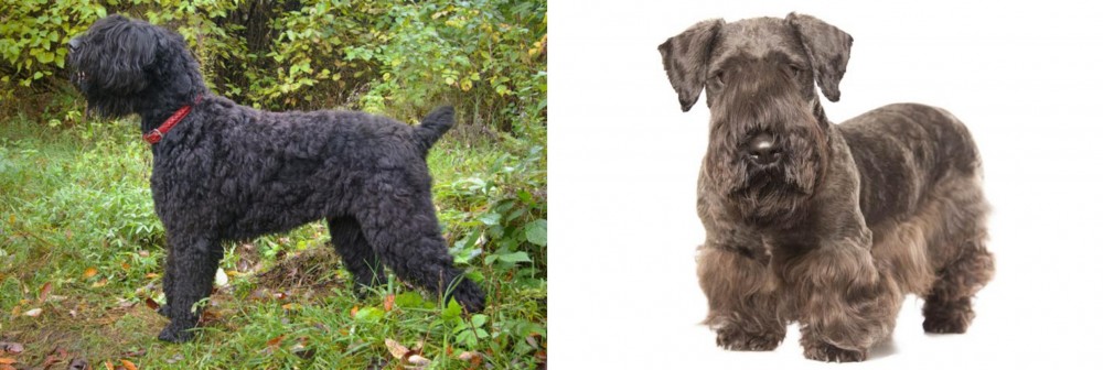 Cesky Terrier vs Black Russian Terrier - Breed Comparison