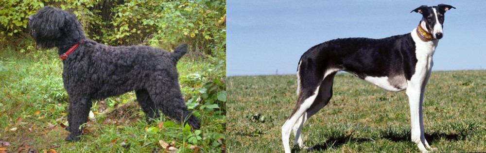 Chart Polski vs Black Russian Terrier - Breed Comparison
