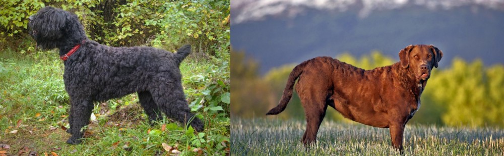 Chesapeake Bay Retriever vs Black Russian Terrier - Breed Comparison