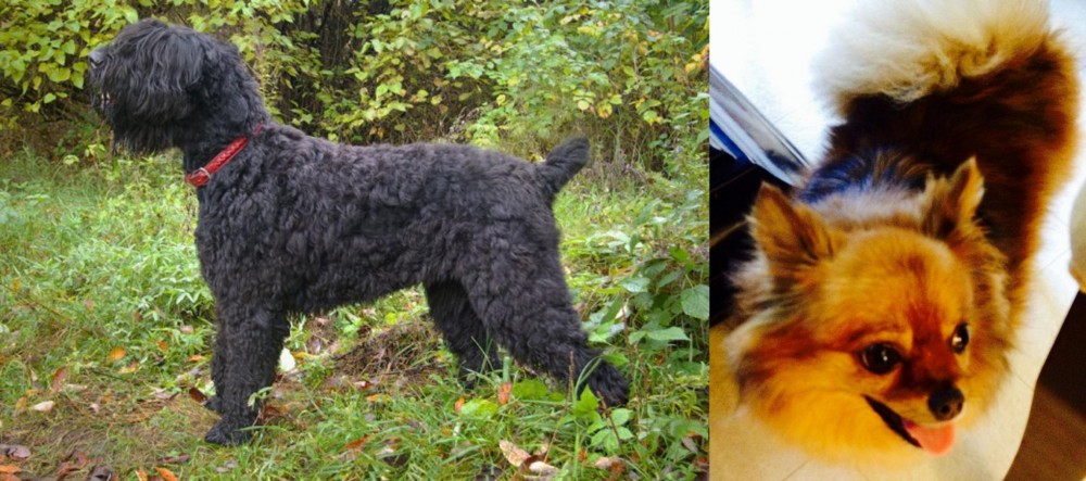 Chiapom vs Black Russian Terrier - Breed Comparison