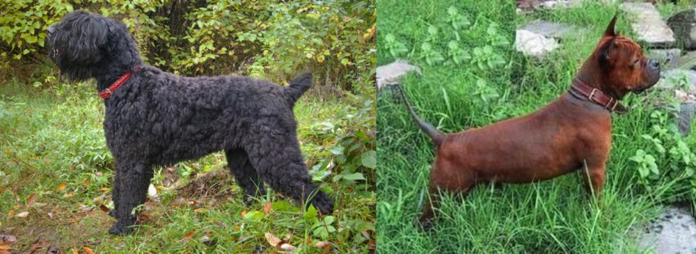 Chinese Chongqing Dog vs Black Russian Terrier - Breed Comparison