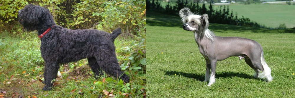 Chinese Crested Dog vs Black Russian Terrier - Breed Comparison