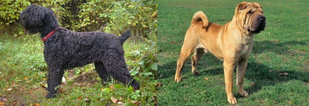 Chinese Shar Pei vs Black Russian Terrier - Breed Comparison