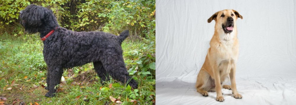 Chinook vs Black Russian Terrier - Breed Comparison