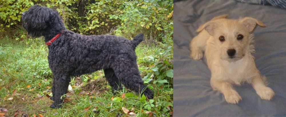 Chipoo vs Black Russian Terrier - Breed Comparison