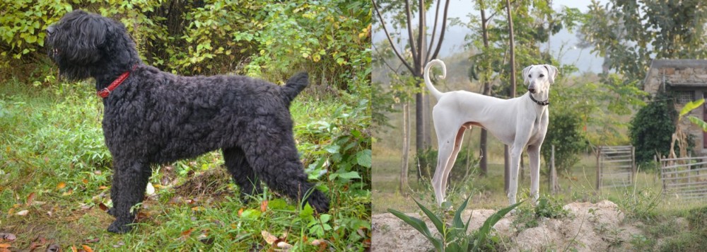 Chippiparai vs Black Russian Terrier - Breed Comparison