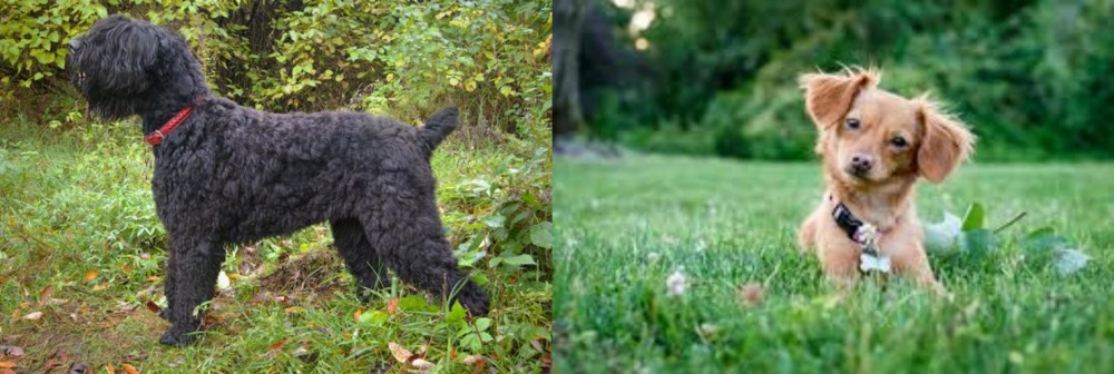 Chiweenie vs Black Russian Terrier - Breed Comparison