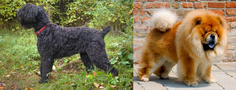 Chow Chow vs Black Russian Terrier - Breed Comparison