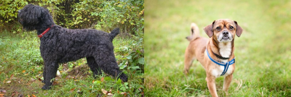 Chug vs Black Russian Terrier - Breed Comparison