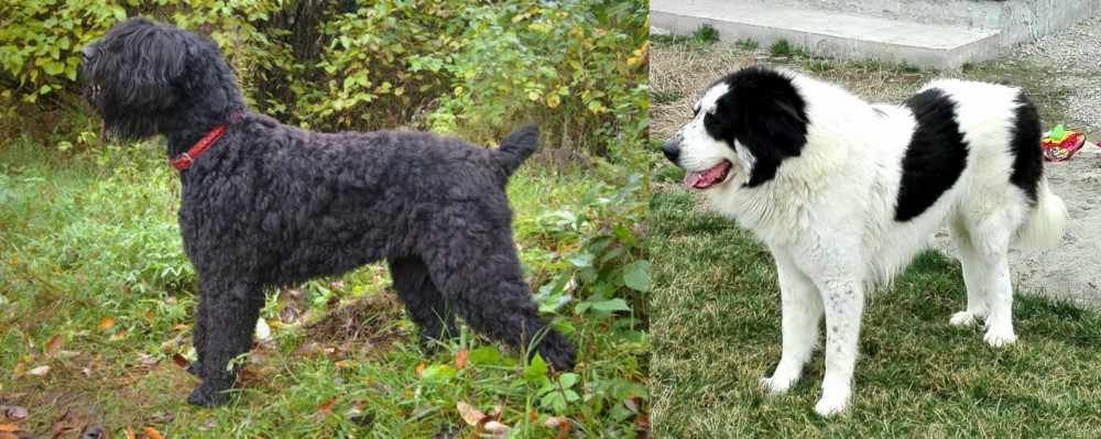 Ciobanesc de Bucovina vs Black Russian Terrier - Breed Comparison
