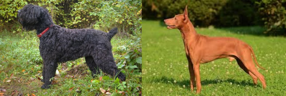 Cirneco dell'Etna vs Black Russian Terrier - Breed Comparison