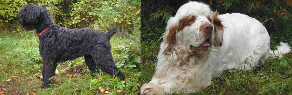 Clumber Spaniel vs Black Russian Terrier - Breed Comparison