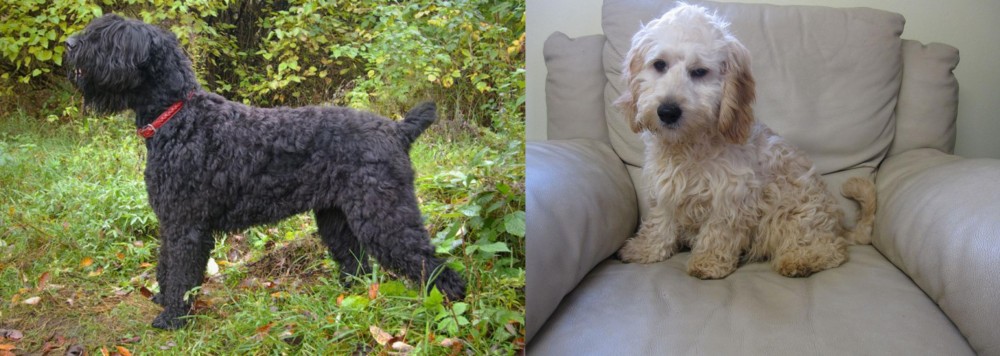 Cockachon vs Black Russian Terrier - Breed Comparison