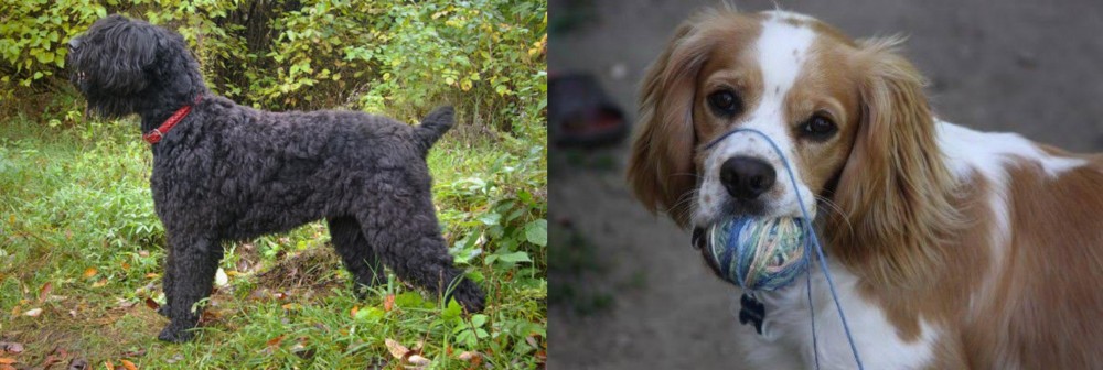 Cockalier vs Black Russian Terrier - Breed Comparison