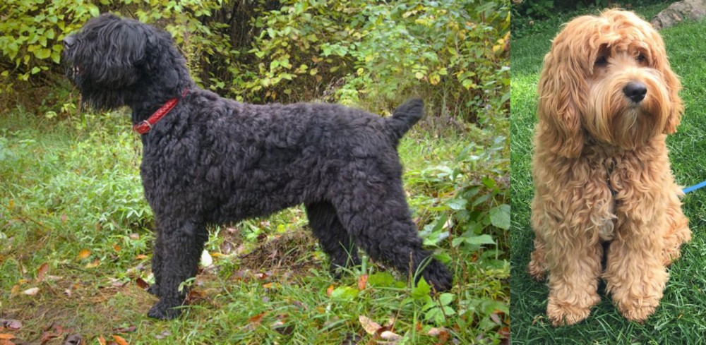 Cockapoo vs Black Russian Terrier - Breed Comparison