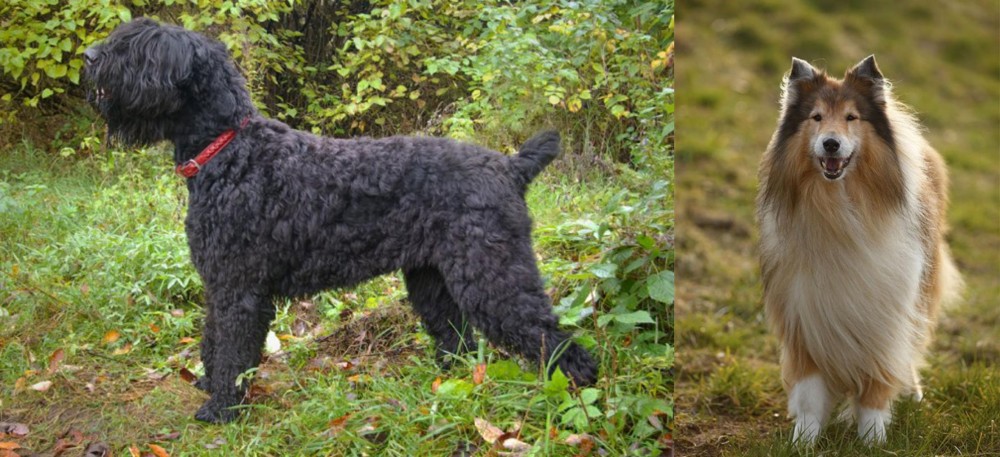 Collie vs Black Russian Terrier - Breed Comparison